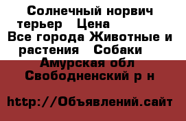 Солнечный норвич терьер › Цена ­ 35 000 - Все города Животные и растения » Собаки   . Амурская обл.,Свободненский р-н